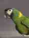 Macaw