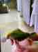 Lovebird