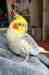 Cockatiel