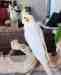 Cockatiel