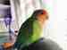 Lovebird