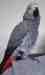 African Grey