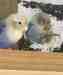 Lovebird
