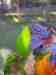 Lory / Lorikeet