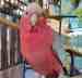 Galah Cockatoo
