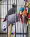African Grey