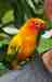 Conure