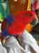 Eclectus