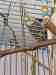 Cockatiel