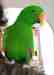 Eclectus