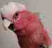 Galah Cockatoo