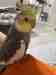 Cockatiel