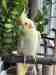 Cockatiel