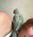 Indian Ringneck Parakeet