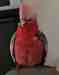 Galah Cockatoo