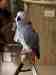 African Grey