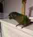 Conure