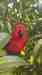 Eclectus