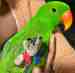 Eclectus