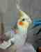 Cockatiel