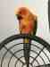 Conure