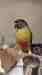 Conure