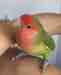Lovebird