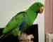 Eclectus