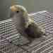 Lovebird