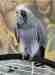 African Grey
