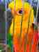 Conure
