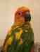 Conure