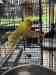 Indian Ringneck Parakeet