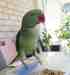 Alexandrine