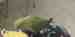 Lovebird