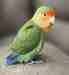 Lovebird