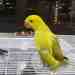 Indian Ringneck Parakeet