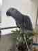 African Grey