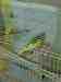 Budgerigar