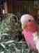 Galah Cockatoo