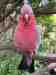 Galah Cockatoo