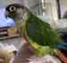 Conure