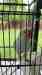 Indian Ringneck Parakeet
