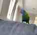 Lory / Lorikeet