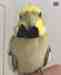 Cockatiel