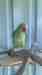 Alexandrine