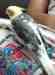 Cockatiel
