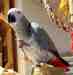 African Grey