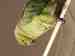 Indian Ringneck Parakeet