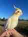 Cockatiel